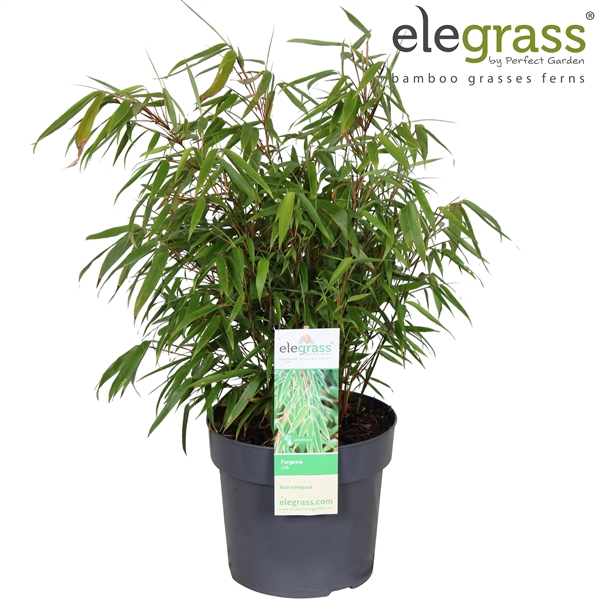 <h4>Fargesia rufa P19</h4>