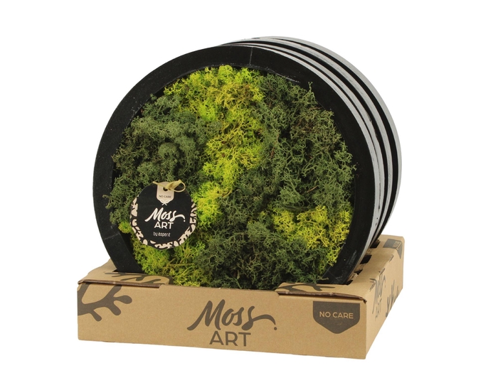 <h4>90789: Moss Art arrangement D27</h4>