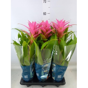 Guzmania  'Suerte Cerise'