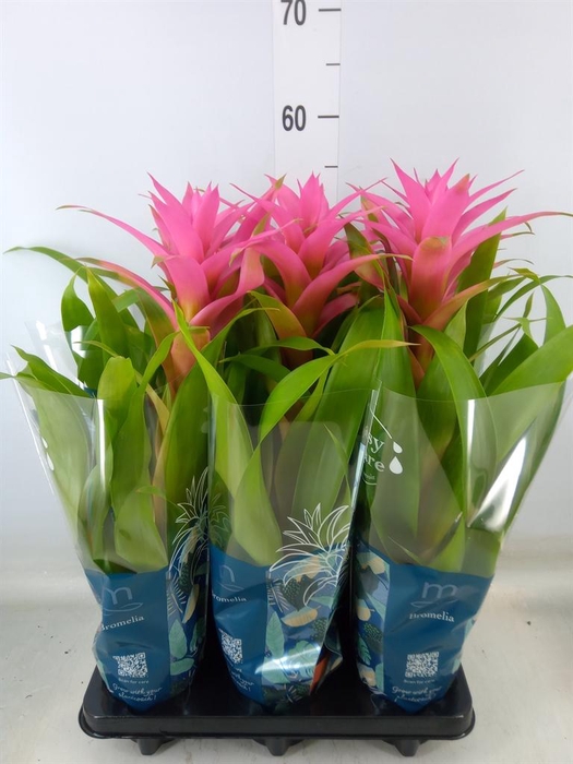 <h4>Guzmania  'Suerte Cerise'</h4>