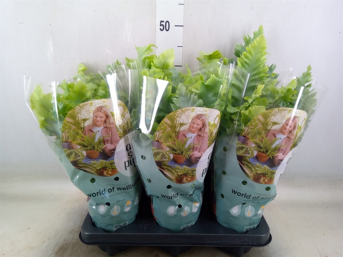 <h4>Phlebodium aureum 'Davana'</h4>