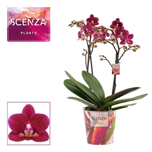 Phalaenopsis multiflora 2 tak Chamonix (Scenza)