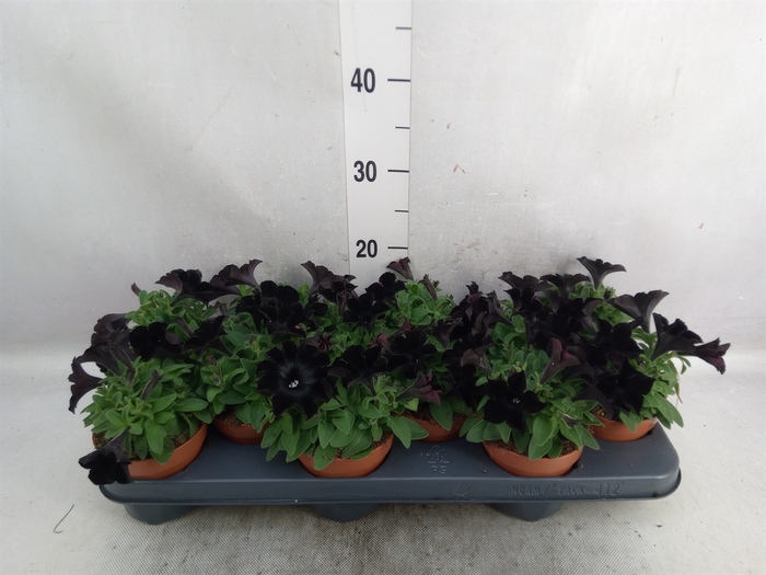 <h4>Petunia  'Potunia Black Ice'</h4>