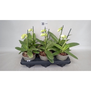 Paphiopedilum  'Amerikaanse hybrid'