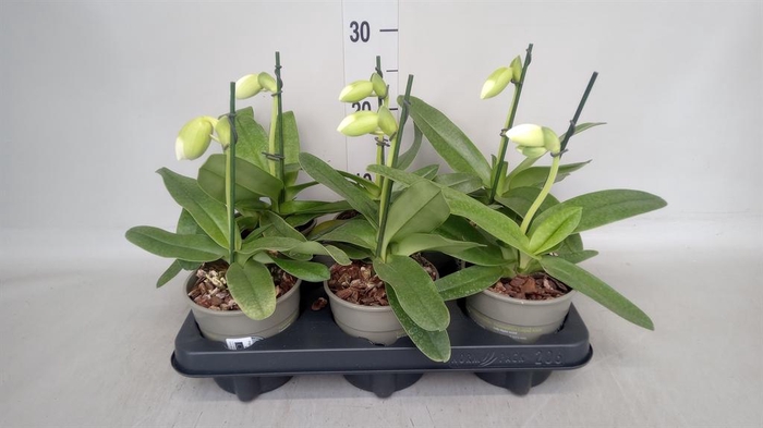 <h4>Paphiopedilum  'Amerikaanse hybrid'</h4>