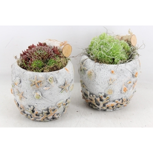 arr4 Semp JS - Schelpen pot x3