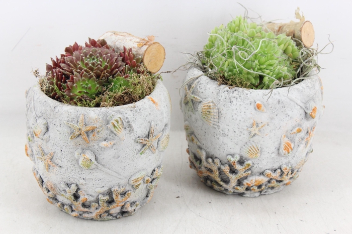 <h4>arr4 Semp JS - Schelpen pot x3</h4>