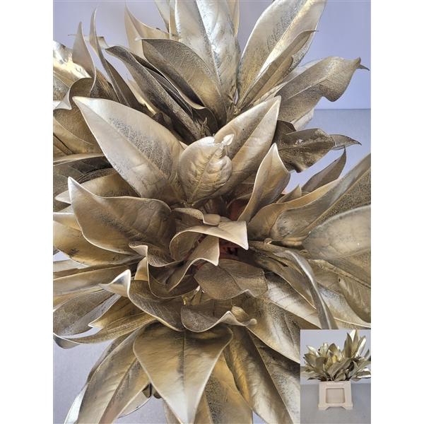 <h4>MAGNOLIA METAL PLATINA PB</h4>