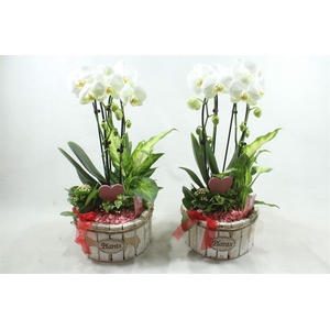 91211 PINK/WHITE CASCADE