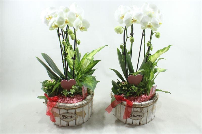 <h4>91211 PINK/WHITE CASCADE</h4>