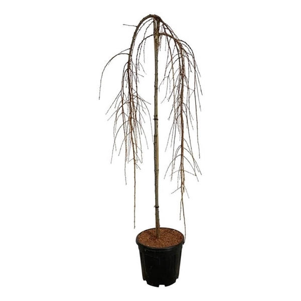 <h4>Larix kaempf. 'Stiff Weeper'</h4>