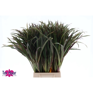 DECOGROEN GROOT BLAD