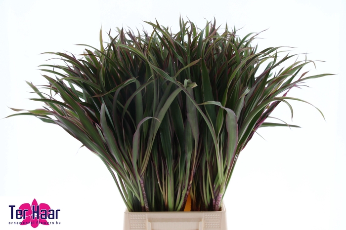 <h4>DECOGROEN GROOT BLAD</h4>