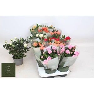 Ro Kordana Gem 6 Srt