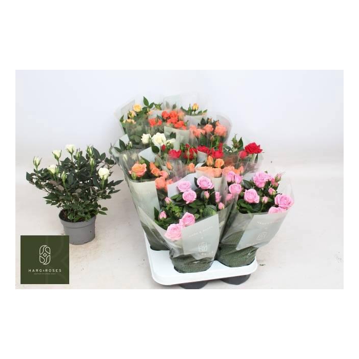 <h4>Ro Kordana Gem 6 Srt</h4>