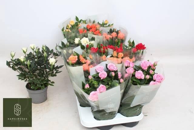 Ro Kordana Gem 6 Srt