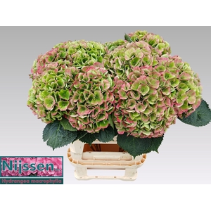 Hydrangea Magical Opal CL