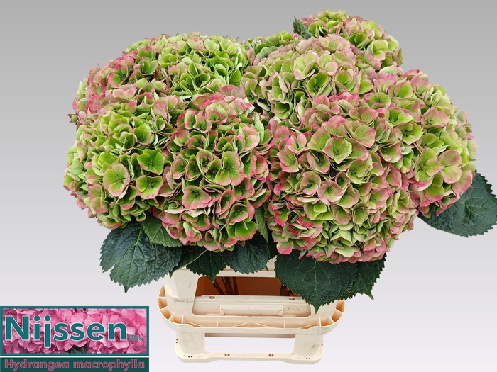 <h4>Hydrangea Magical Opal CL</h4>