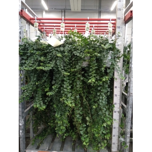 Hedera helix 'Wonder'
