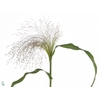 Panicum Firework Heemskerk