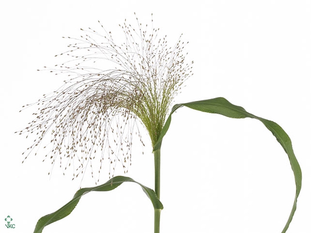 Panicum Firework Heemskerk