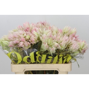 Blushing Bride 4/6 Flowers