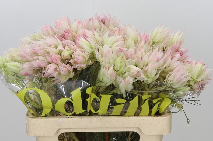 <h4>Blushing Bride 4/6 Flowers</h4>