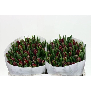 Tulp Dubbel Red Princess