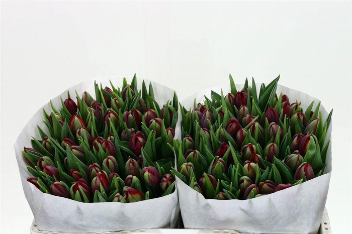 <h4>Tulp Dubbel Red Princess</h4>