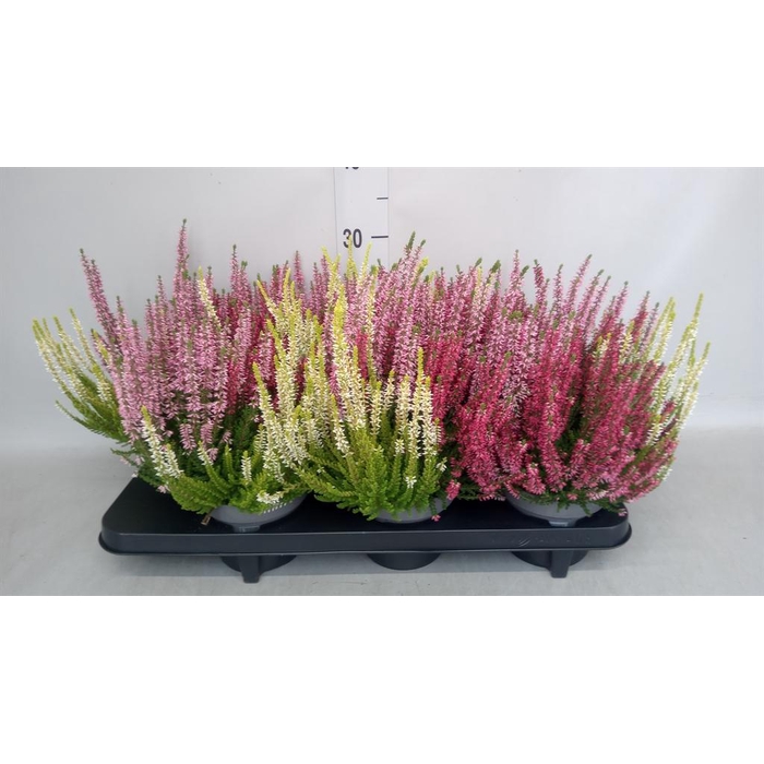 <h4>Calluna vulg. 'Beauty L Starl Trio'</h4>