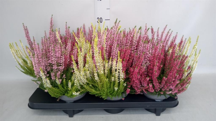 Calluna vulg. 'Beauty L Starl Trio'
