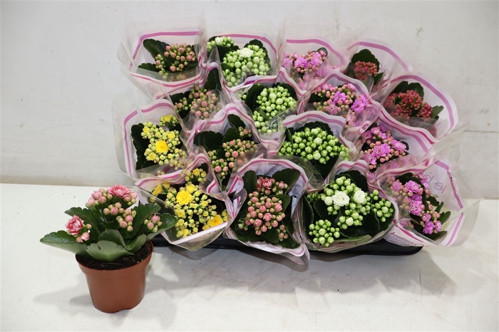 <h4>arr8 Kal Ge Gem 5 Kl</h4>