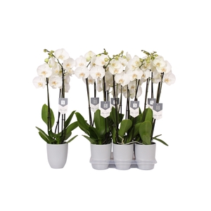 Phalaenopsis White World, 3-spike Grey Ceramics