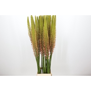 Eremurus Cleopatra