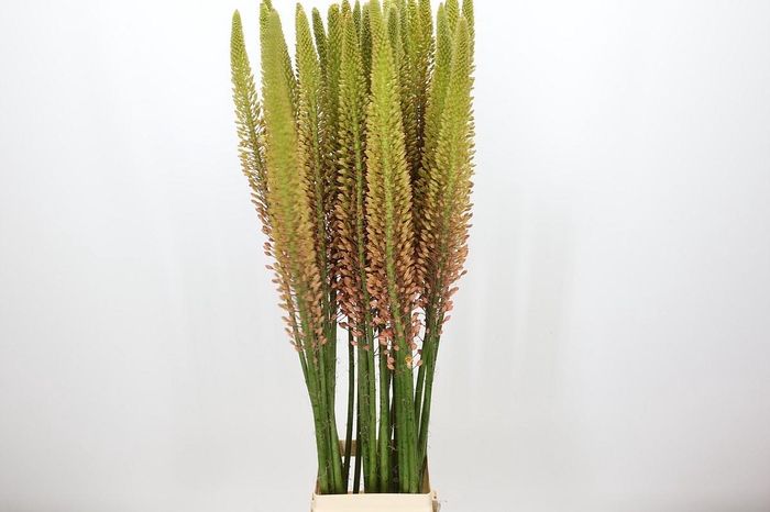 <h4>Eremurus Cleopatra</h4>
