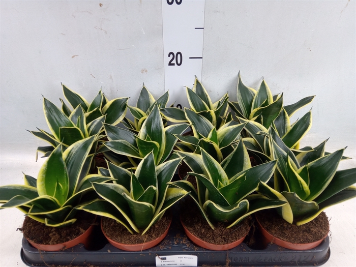 <h4>Sansevieria trifa. 'Black Star'</h4>