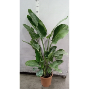 Strelitzia nicolai