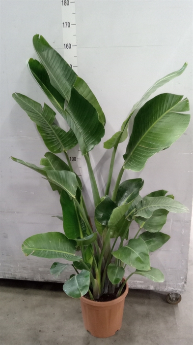 <h4>Strelitzia nicolai</h4>
