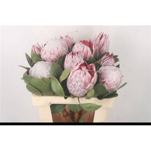 PROTEA CYNAROIDES