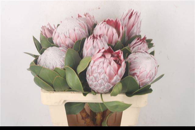 <h4>PROTEA CYNAROIDES</h4>