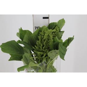 AMARANTHUS RETO VERDE 070 CM