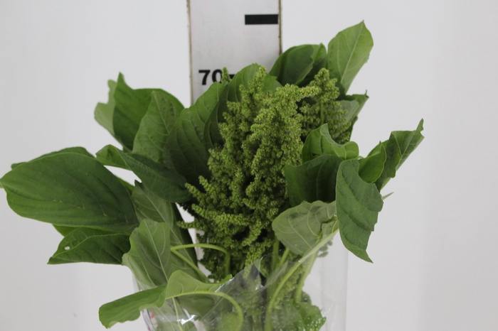 <h4>AMARANTHUS RETO VERDE 070 CM</h4>