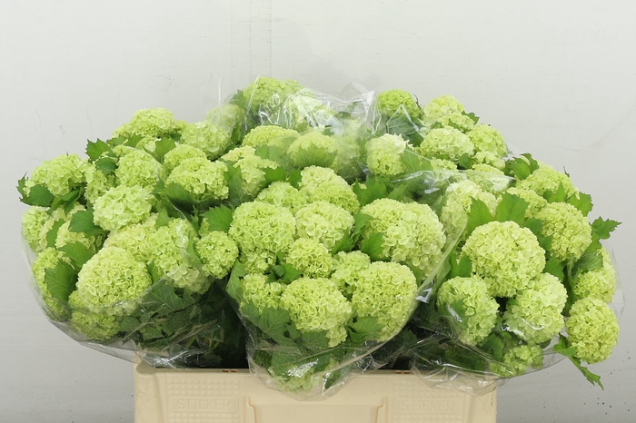 <h4>Viburnum Roseum St 2+</h4>