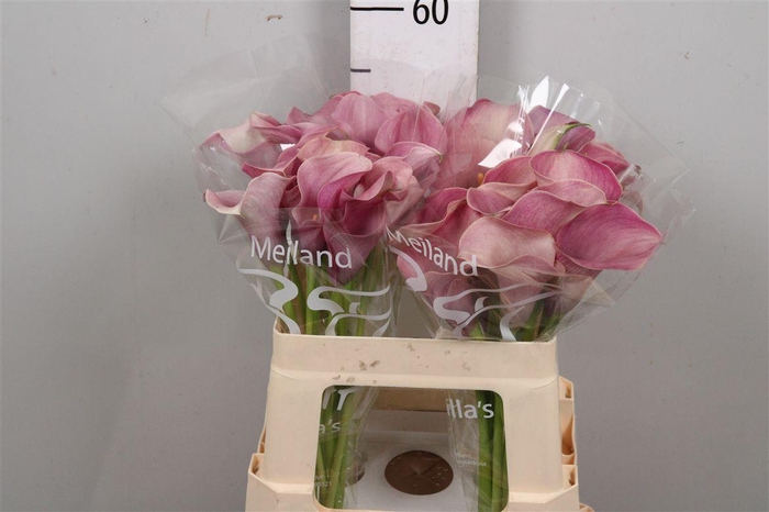 <h4>Zant Capt Romance</h4>