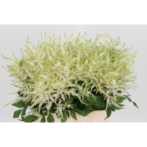 Astilbe Washingthon