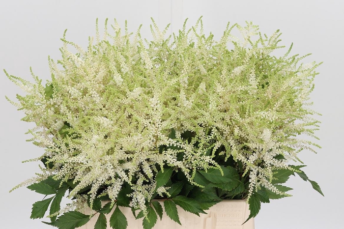 <h4>Astilbe Washingthon</h4>