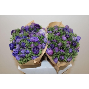 Anem Full Star Bicolor Blue