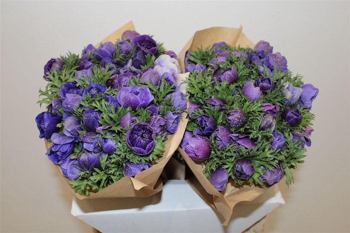 <h4>Anem Full Star Bicolor Blue</h4>