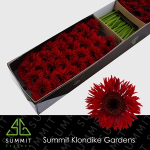 Germini Spider Larsson Half doos