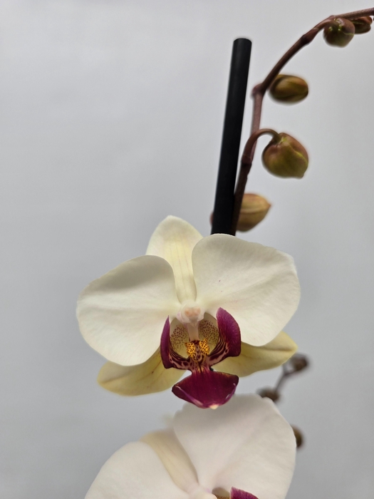 <h4>Limited 67 week 6</h4>